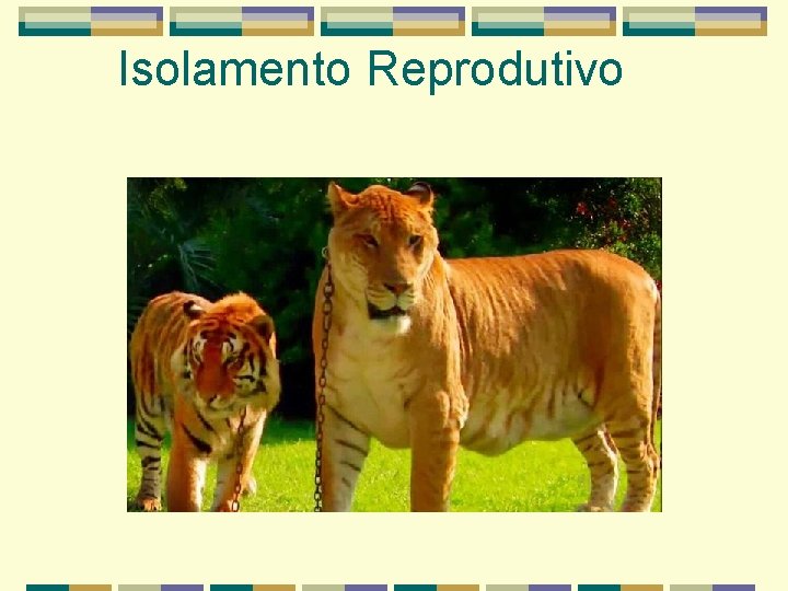 Isolamento Reprodutivo Isolamento Reprodutivo