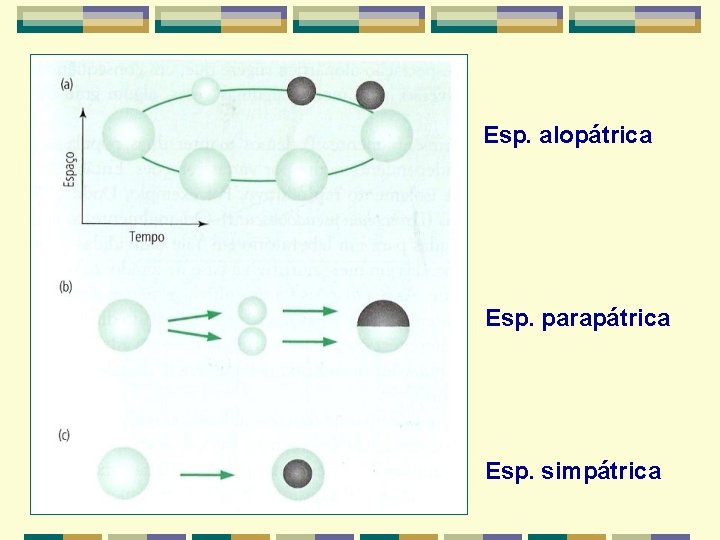Esp. alopátrica Esp. parapátrica Esp. simpátrica Esp. alopátrica Esp. parapátrica Esp. simpátrica