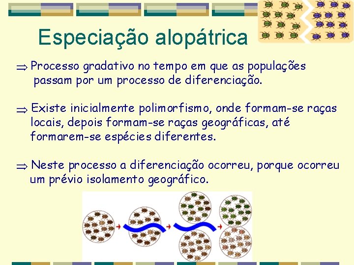 Especiação alopátrica Processo gradativo no tempo em que as populações passam por um processo Especiação alopátrica Processo gradativo no tempo em que as populações passam por um processo