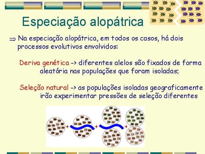 Especiação alopátrica Na especiação alopátrica, em todos os casos, há dois processos evolutivos envolvidos: Especiação alopátrica Na especiação alopátrica, em todos os casos, há dois processos evolutivos envolvidos: