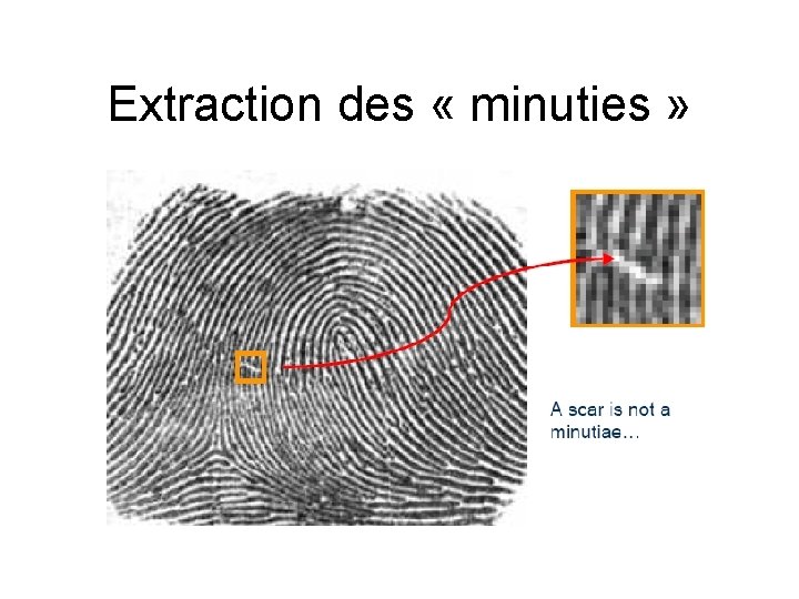 Extraction des « minuties » 