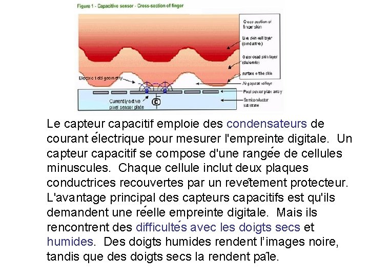 Le capteur capacitif emploie des condensateurs de courant e lectrique pour mesurer l'empreinte digitale.