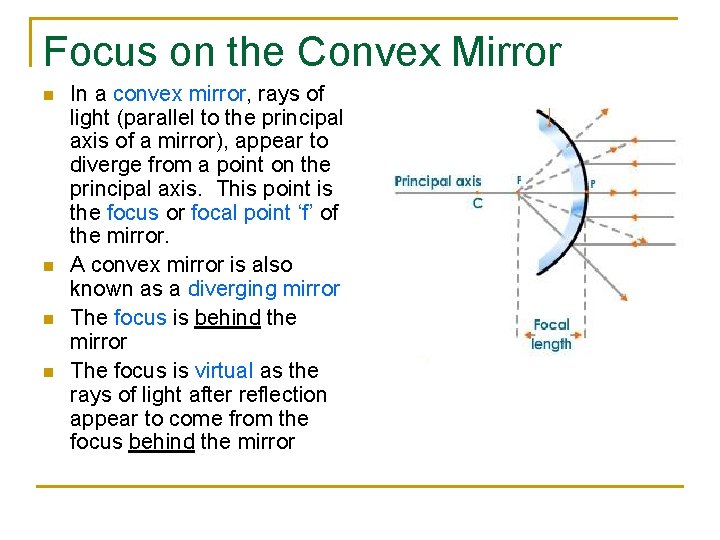 Focus on the Convex Mirror n n In a convex mirror, rays of light
