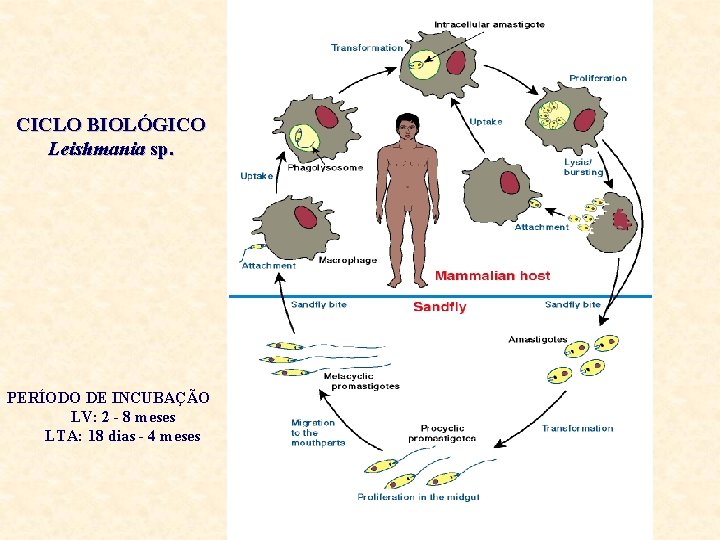 CICLO BIOLÓGICO Leishmania sp. PERÍODO DE INCUBAÇÃO LV: 2 - 8 meses LTA: 18