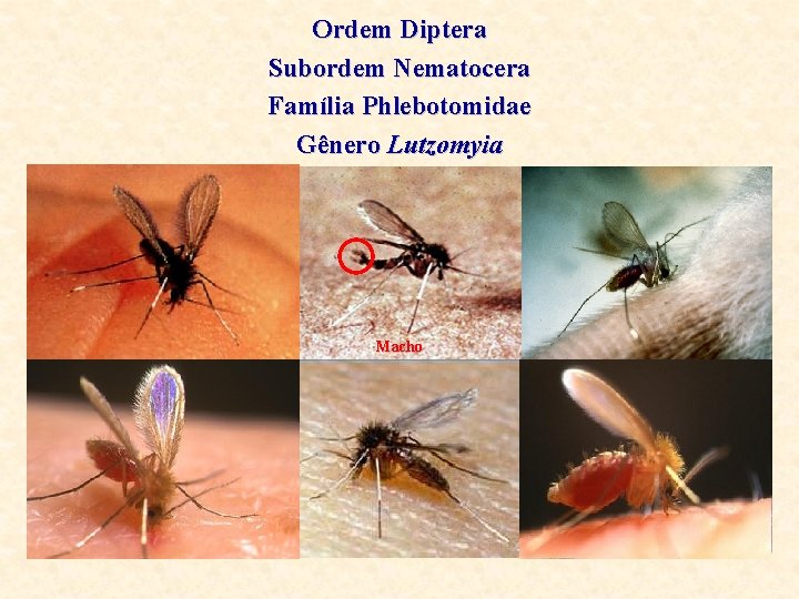 Ordem Diptera Subordem Nematocera Família Phlebotomidae Gênero Lutzomyia Macho 