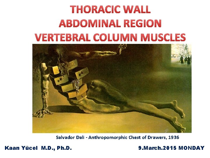 THORACIC WALL ABDOMINAL REGION VERTEBRAL COLUMN MUSCLES Salvador Dali - Anthropomorphic Chest of Drawers,