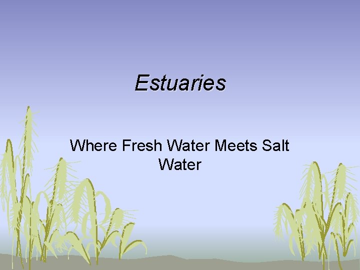 Estuaries Where Fresh Water Meets Salt Water Estuaries Where Fresh Water Meets Salt Water