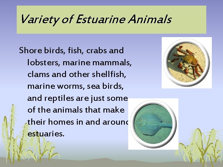 Variety of Estuarine Animals Shore birds, fish, crabs and lobsters, marine mammals, clams and Variety of Estuarine Animals Shore birds, fish, crabs and lobsters, marine mammals, clams and