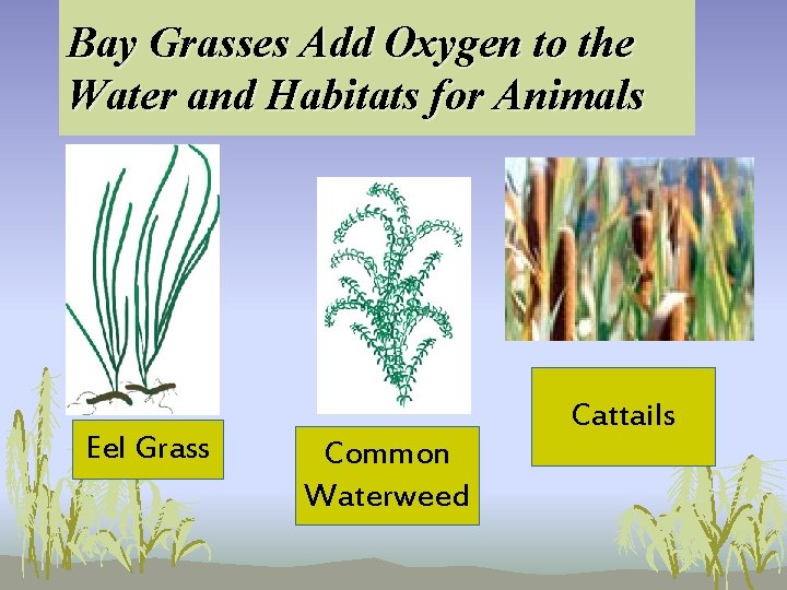Bay Grasses Add Oxygen to the Water and Habitats for Animals Eel Grass Common Bay Grasses Add Oxygen to the Water and Habitats for Animals Eel Grass Common