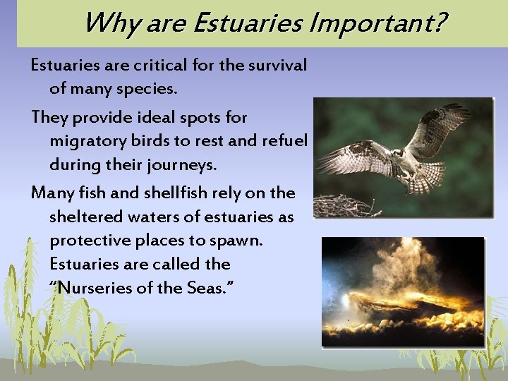 Why are Estuaries Important? Estuaries are critical for the survival of many species. They Why are Estuaries Important? Estuaries are critical for the survival of many species. They