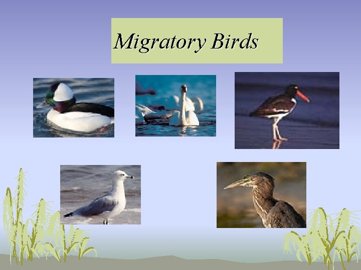 Migratory Birds Migratory Birds