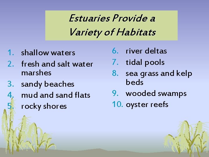Estuaries Provide a Variety of Habitats 1. shallow waters 2. fresh and salt water Estuaries Provide a Variety of Habitats 1. shallow waters 2. fresh and salt water