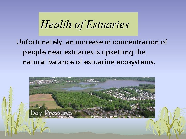 Health of Estuaries Unfortunately, an increase in concentration of people near estuaries is upsetting Health of Estuaries Unfortunately, an increase in concentration of people near estuaries is upsetting