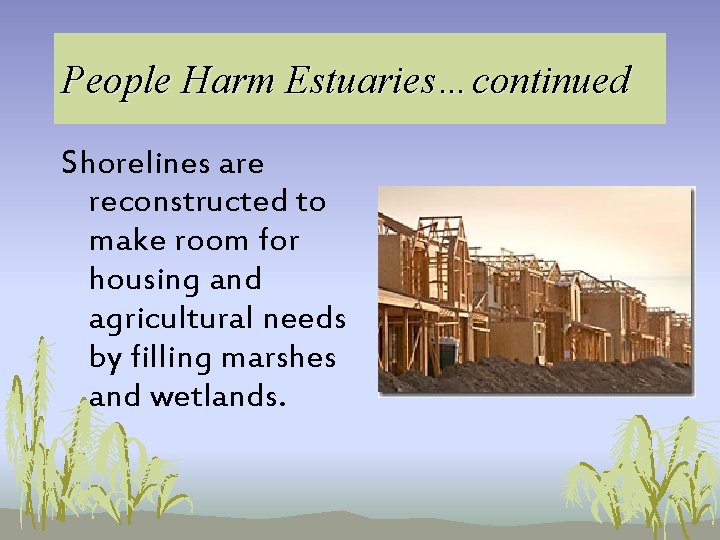 People Harm Estuaries…continued Shorelines are reconstructed to make room for housing and agricultural needs People Harm Estuaries…continued Shorelines are reconstructed to make room for housing and agricultural needs