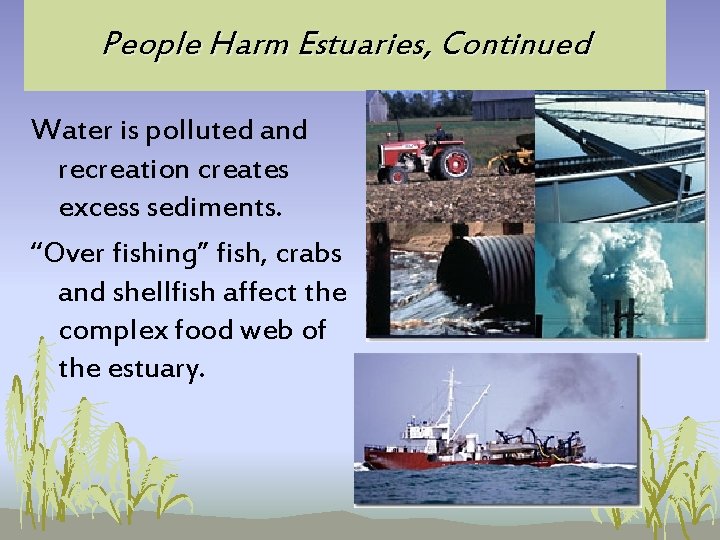 People Harm Estuaries, Continued Water is polluted and recreation creates excess sediments. “Over fishing” People Harm Estuaries, Continued Water is polluted and recreation creates excess sediments. “Over fishing”