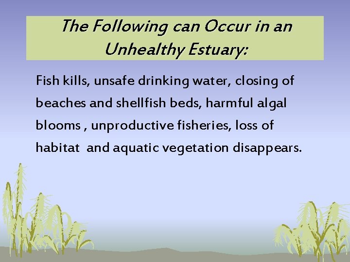 The Following can Occur in an Unhealthy Estuary: Fish kills, unsafe drinking water, closing The Following can Occur in an Unhealthy Estuary: Fish kills, unsafe drinking water, closing