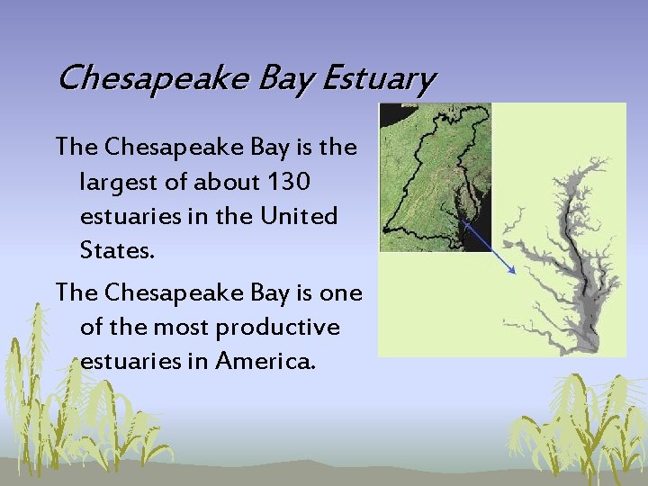 Chesapeake Bay Estuary The Chesapeake Bay is the largest of about 130 estuaries in Chesapeake Bay Estuary The Chesapeake Bay is the largest of about 130 estuaries in