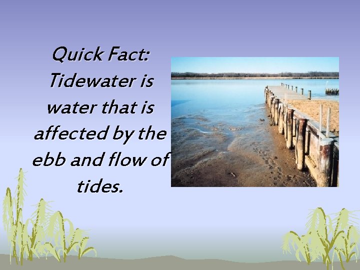 Quick Fact: Tidewater is water that is affected by the ebb and flow of Quick Fact: Tidewater is water that is affected by the ebb and flow of