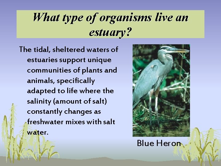What type of organisms live an estuary? The tidal, sheltered waters of estuaries support What type of organisms live an estuary? The tidal, sheltered waters of estuaries support