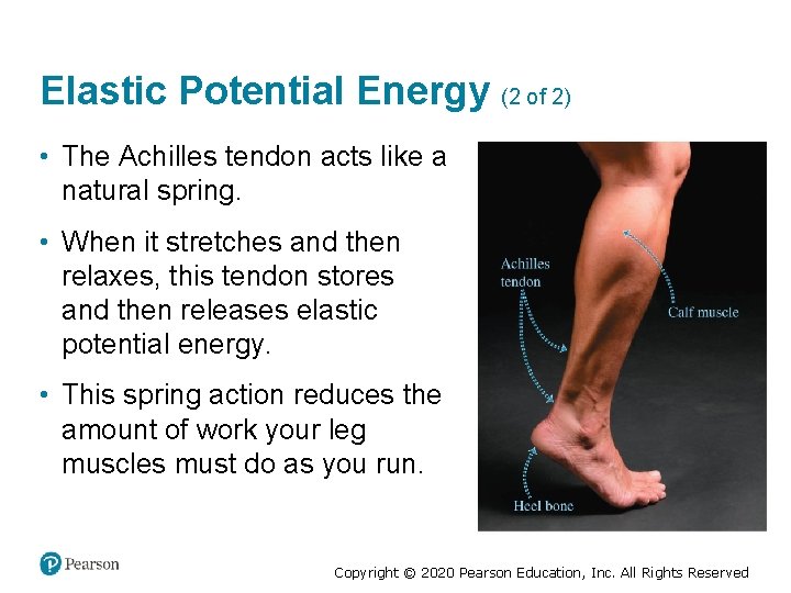 Elastic Potential Energy (2 of 2) • The Achilles tendon acts like a natural