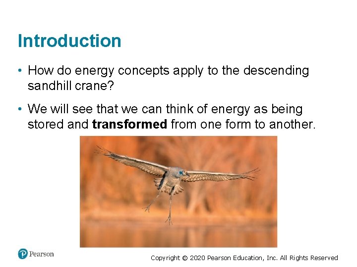 Introduction • How do energy concepts apply to the descending sandhill crane? • We