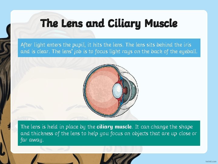 The Lens and Ciliary Muscle After light enters the pupil, it hits the lens.
