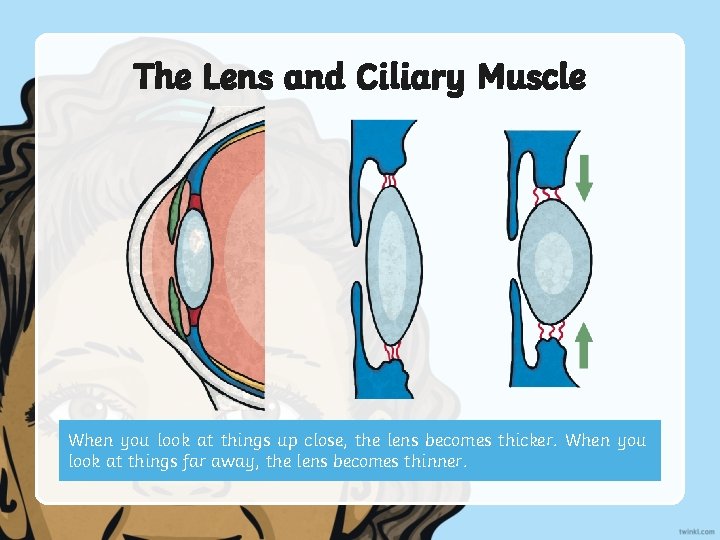 The Lens and Ciliary Muscle When you look at things up close, the lens