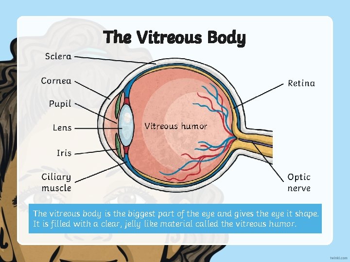The Vitreous Body Vitreous humor The vitreous body is the biggest part of the
