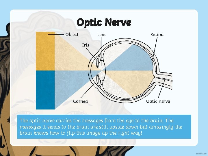 Optic Nerve The optic nerve carries the messages from the eye to the brain.
