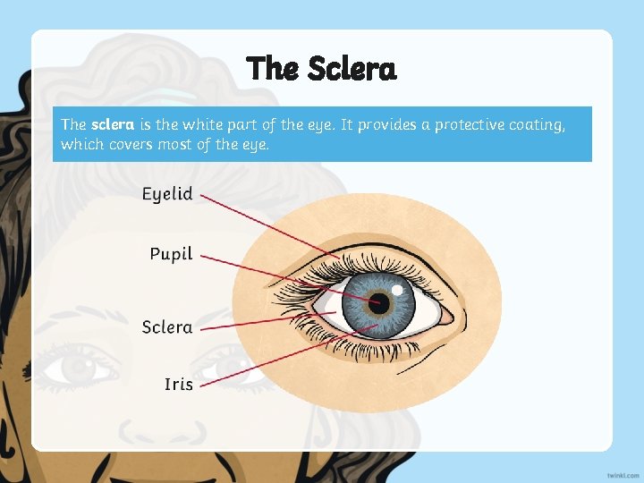 The Sclera The sclera is the white part of the eye. It provides a