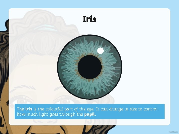 Iris The iris is the colourful part of the eye. It can change in