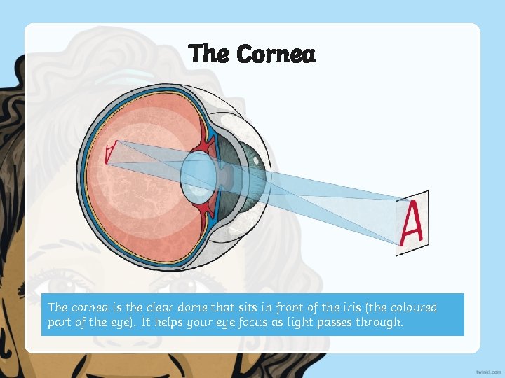 The Cornea The cornea is the clear dome that sits in front of the