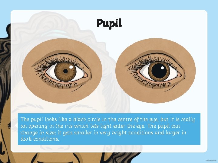 Pupil The pupil looks like a black circle in the centre of the eye,