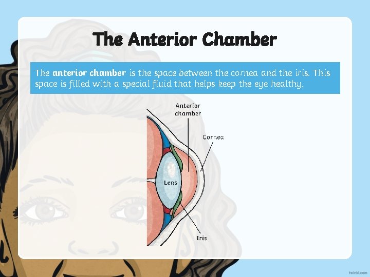 The Anterior Chamber The anterior chamber is the space between the cornea and the
