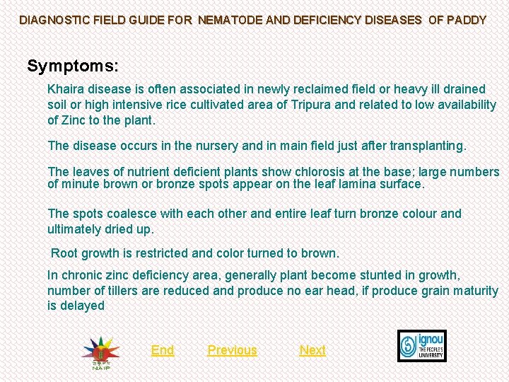 DIAGNOSTIC FIELD GUIDE FOR NEMATODE AND DEFICIENCY DISEASES OF PADDY Symptoms: Khaira disease is