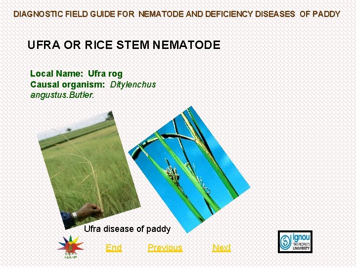 DIAGNOSTIC FIELD GUIDE FOR NEMATODE AND DEFICIENCY DISEASES OF PADDY UFRA OR RICE STEM