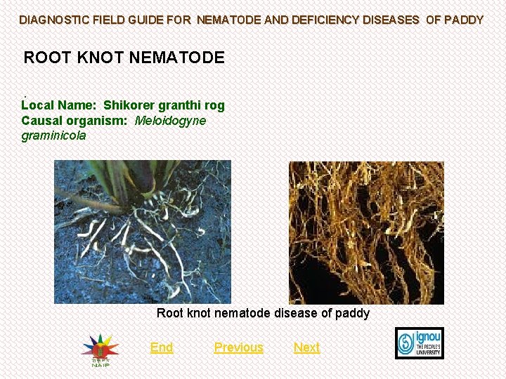 DIAGNOSTIC FIELD GUIDE FOR NEMATODE AND DEFICIENCY DISEASES OF PADDY ROOT KNOT NEMATODE. Local