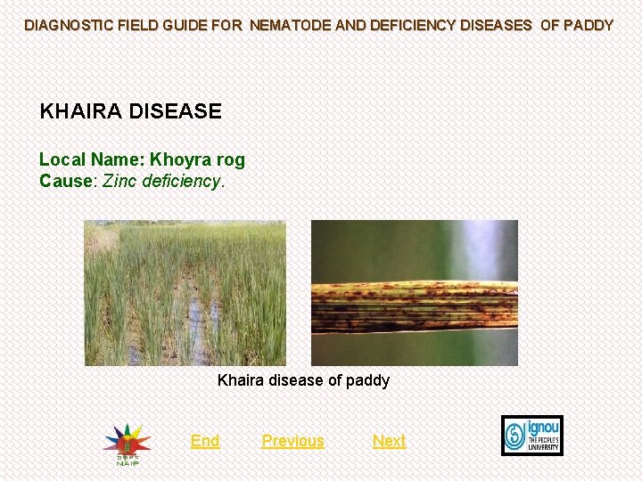 DIAGNOSTIC FIELD GUIDE FOR NEMATODE AND DEFICIENCY DISEASES OF PADDY KHAIRA DISEASE Local Name: