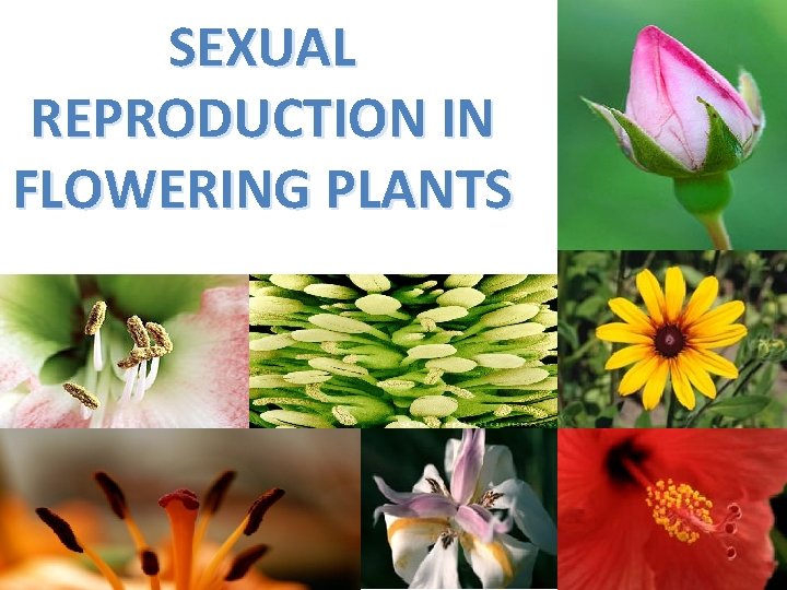 SEXUAL REPRODUCTION IN FLOWERING PLANTS Female reproductive organ