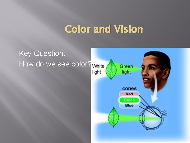 Color and Vision Key Question: How do we see color? Color and Vision Key Question: How do we see color?