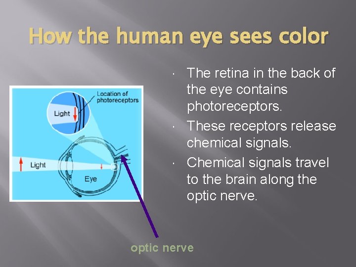 How the human eye sees color The retina in the back of the eye How the human eye sees color The retina in the back of the eye