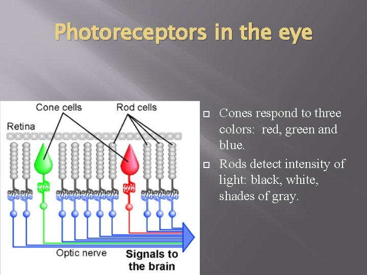 Photoreceptors in the eye Cones respond to three colors: red, green and blue. Rods Photoreceptors in the eye Cones respond to three colors: red, green and blue. Rods