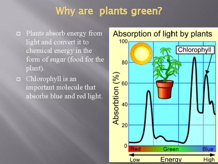 Why are plants green? Plants absorb energy from light and convert it to chemical Why are plants green? Plants absorb energy from light and convert it to chemical