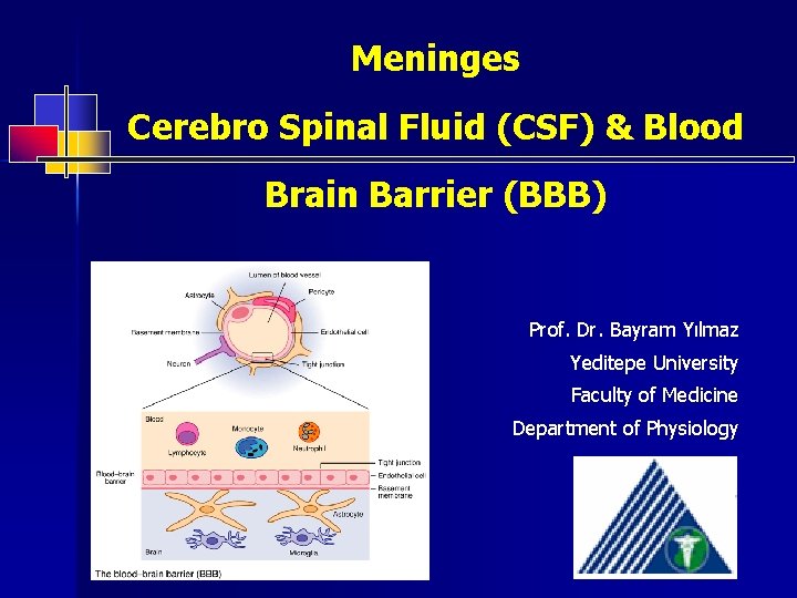 Meninges Cerebro Spinal Fluid (CSF) & Blood Brain Barrier (BBB) Prof. Dr. Bayram Yılmaz