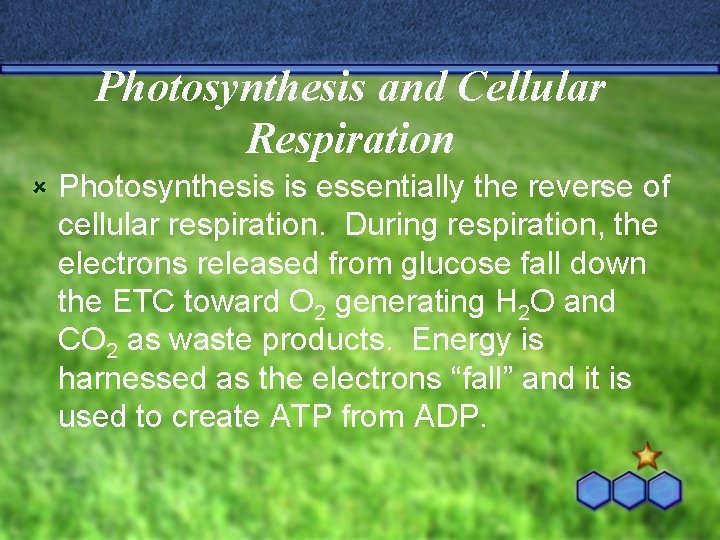 Photosynthesis and Cellular Respiration û Photosynthesis is essentially the reverse of cellular respiration. During