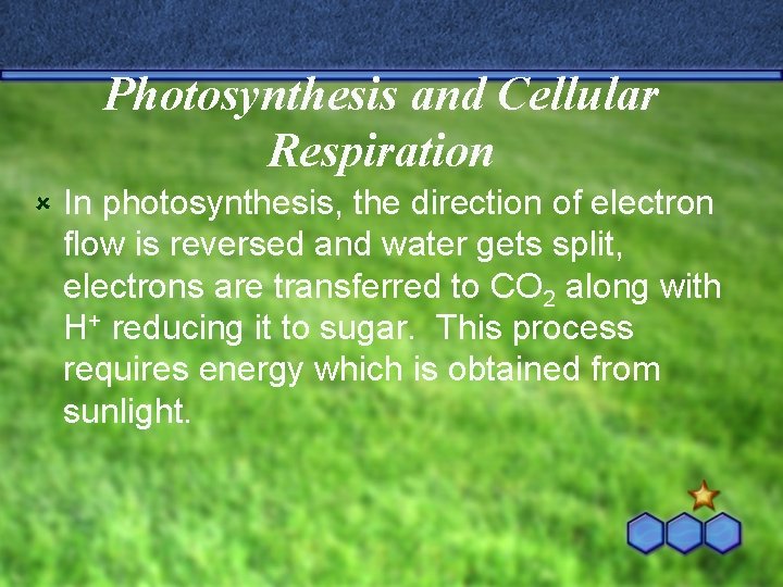 Photosynthesis and Cellular Respiration û In photosynthesis, the direction of electron flow is reversed