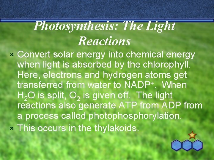 Photosynthesis: The Light Reactions Convert solar energy into chemical energy when light is absorbed