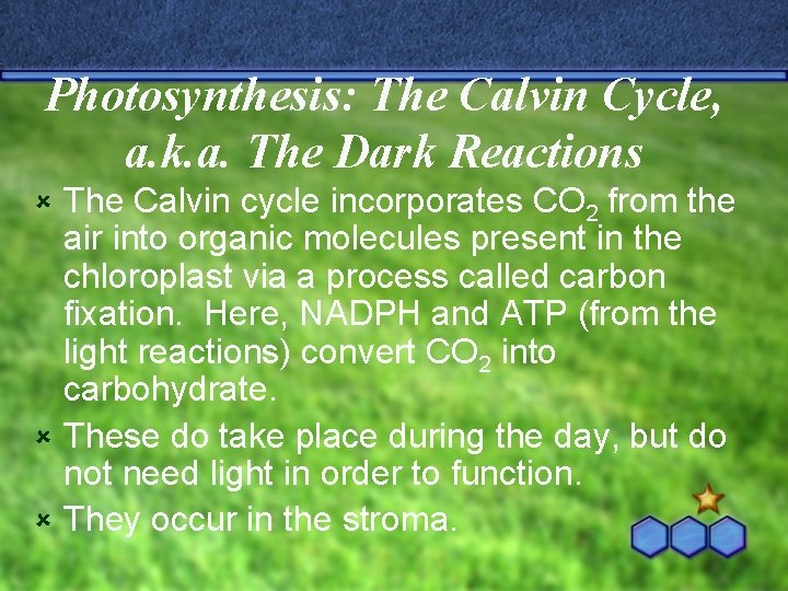 Photosynthesis: The Calvin Cycle, a. k. a. The Dark Reactions The Calvin cycle incorporates