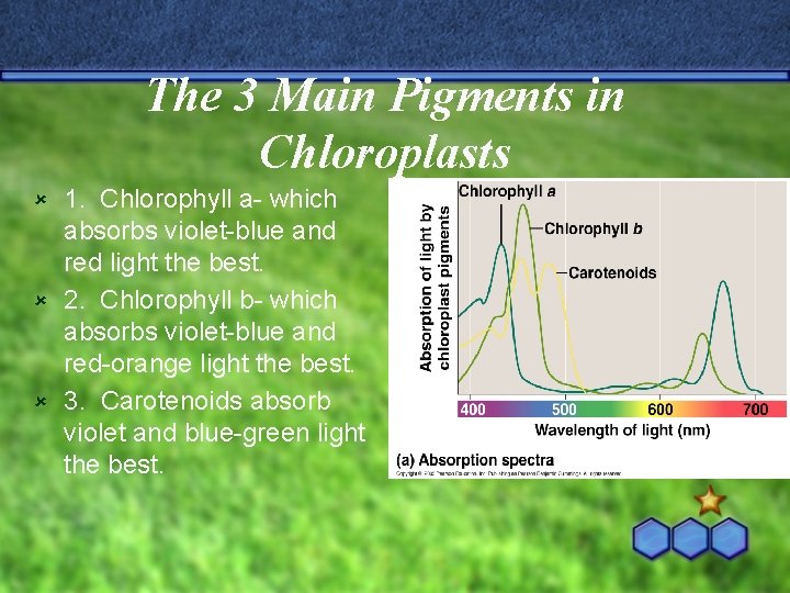 The 3 Main Pigments in Chloroplasts 1. Chlorophyll a- which absorbs violet-blue and red