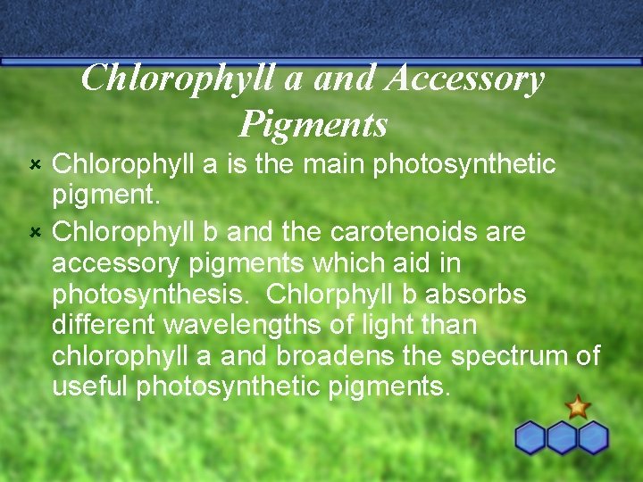 Chlorophyll a and Accessory Pigments Chlorophyll a is the main photosynthetic pigment. û Chlorophyll